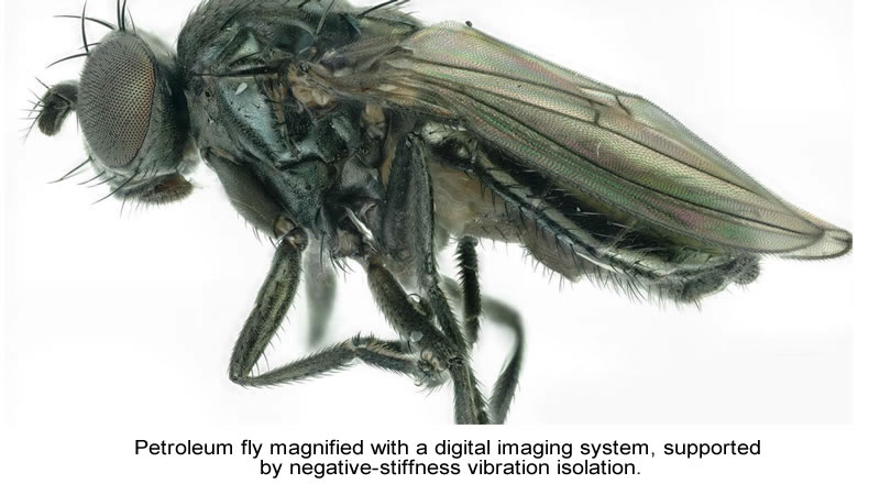 Petroleum fly magnified with a digital imaging system, supported by negative-stiffness vibration isolation.