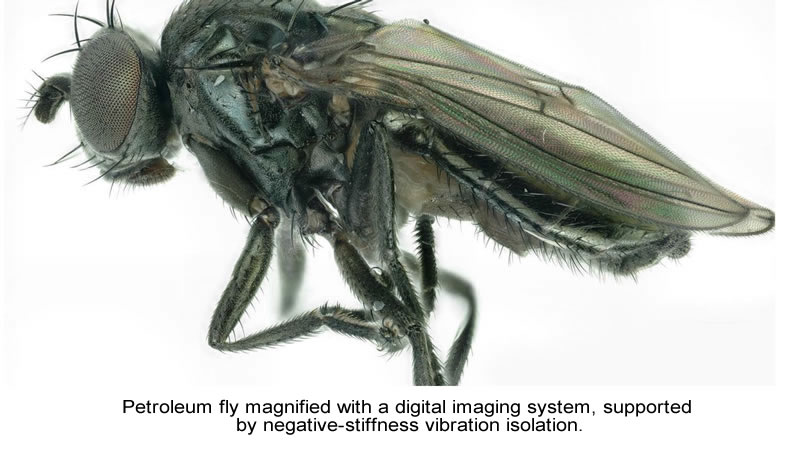 High resolution vibration isolation for pleistocene paleontology Petroleum Tar Pit fly