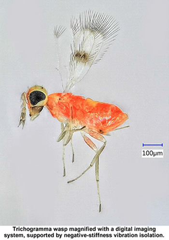 Trichogramma wasp magnified with a digital imaging system, supported by negative-stiffness vibration isolation.