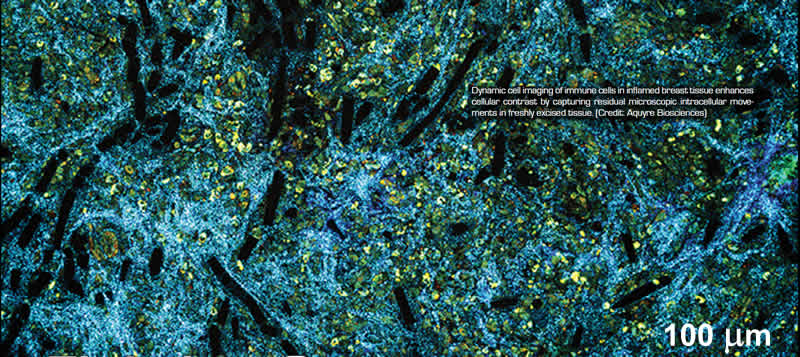 Dynamic cell imaging vibration isolation