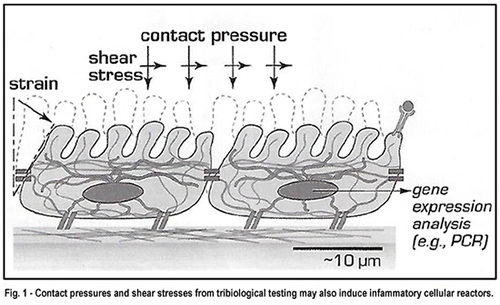 Aqueous gels, cells, and tissues contact pressures and shear stresses schematic