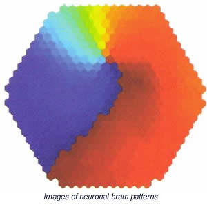 Images of neuronal brain patterns